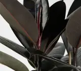 BLACK RUBBER PLANT