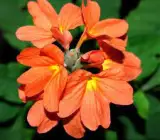 CROSSANDA FLOWERING PLANT