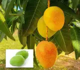 Sita Bhog Mango Plant (Grafted)