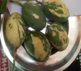 Variegated Mango Plant (Grafted)
