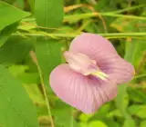 Asian pigeonwings Plant (Aparajita) PINK