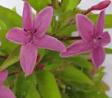 BLUE TAGAR FLOWERING PLANT