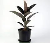 BLACK RUBBER PLANT