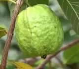 Baruipur Guava Grafted Fruit Plant – Premium Sweet Guava Live Plant