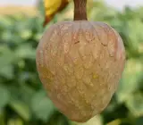 Ramphal (Grafting) - Fruit Plant
