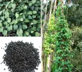 Thai Black Pepper Plant