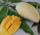 Yellow Banana mango Fruit plant