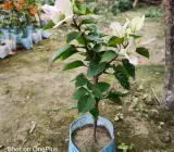 BOUGAINVILLEA FLOWERING PLANT(WHITE)