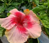 Australia hibiscus flowers plants(valintin)