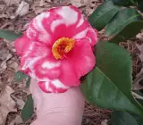 variegated pink and white camellia