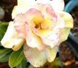ROSY VARIETY GRAFTED ADENUM PLANTS