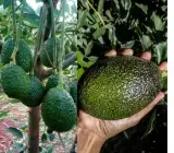 Hass Avocado Hybrid Grafted Plant