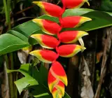 Heliconia Rostrata Flowering Plants