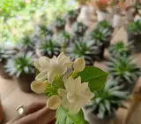 Arabian jasmine-(Bel ful)