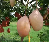 Totapuri Mango Plant (Grafted)