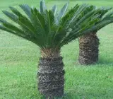Cycus plant