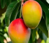 Sindur Kouta mango Fruit plant