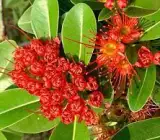 FIRST LOVE FLOWERING PLANT(RED)