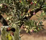 Hybrid Pizza Olive Fruit Plant