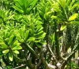 Phoni Monasa Plant