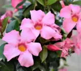 Mandevilla flowers plants(PINK)