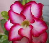 ROSY VARIETY GRAFTED ADENUM PLANT