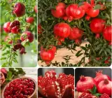Malaysian Pomegranate Anar Hybrid Fruit Plant
