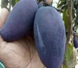 Kasturi-Black-Mango Plant