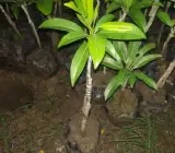 KALAPATI CHIKU(SAPHOTA)GRAFTING FRUIT PLANT