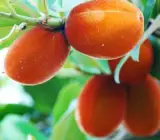 Piner Butter Fruit Plant