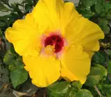 Austrian Hibiscus plant (YELLOW)
