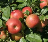 Anna Apple Grafted Plant
