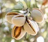 ALMONDS FRUIT PLANT
