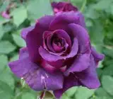 HYBRID GRAFTED ROSE PLANT(PURPLE)