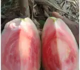 Red Daimond Guava Plant