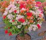 Multi colour Grafting Bougainville (4/5) colour