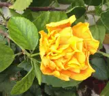 Austrilian hibiscus plant (YELLOW THOKA)
