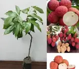 Seedless Litchi Grafted Fruit Plant – Premium Sweet Lychee Live Plant
