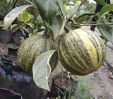 Sweet lime Variegated Mosambi (Grafted )