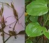 Kumari Lata Plant | Aloe Vera (Medicinal Plant)