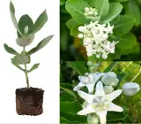 Swet Akanda Plant | White Crown Flower (Calotropis gigantea)