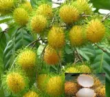E35 Rambutan Grafted Fruit Plant