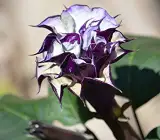 Raj Dutura Plant | Datura Metel (Medicinal & Sacred Plant)