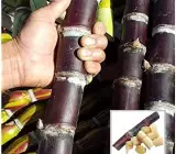 Soft Filipino Black Sugarcane Ganna Plant