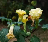 yellow Datura Plant | Golden Angel’s Trumpet (Medicinal & Ornamental Plant)