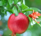 Israeli Rimon Pomegranate Anar Layering Grafted Fruit Plant