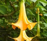 yellow Datura Plant | Golden Angel’s Trumpet (Medicinal & Ornamental Plant)