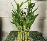 Lucky Bamboo Stalks 3 Layer – Live Plant for DIY Vase or Planter (No Container), pack of 1