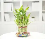 Lucky Bamboo Stalks 3 Layer – Live Plant for DIY Vase or Planter (No Container), pack of 1