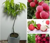 Chinensis Litchi Layering Grafted Fruit Plant